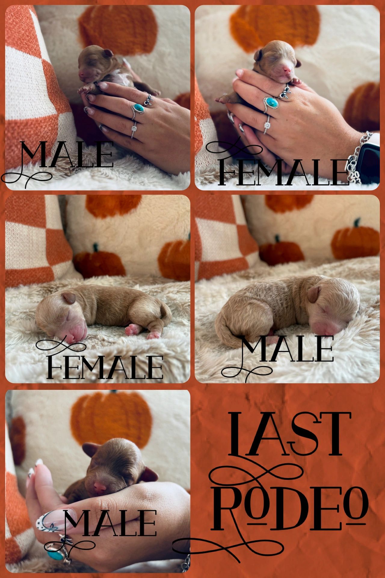 We’re so excited to announce our “Last Rodeo” litter!!! Ready 11/2/2025
