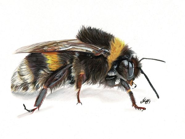 Bee , close up . Size A4 in coloured pencils 