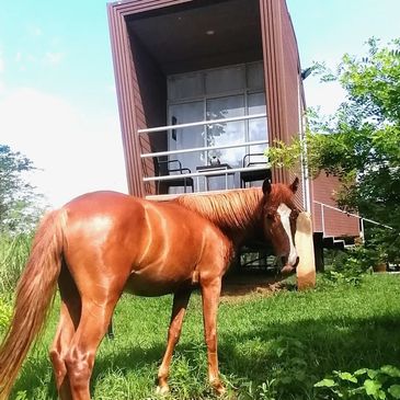 Stardust our chestnut foal doing his diva thing!
