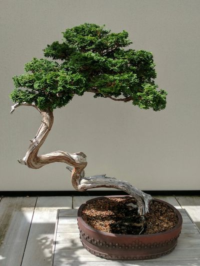 A mature Bonsai Tree