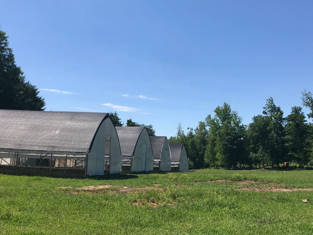 Pastured chicken, pastured coops, grass pastures, mobile coops, 