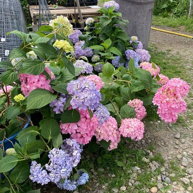 Endless Summer hydrangea shrub