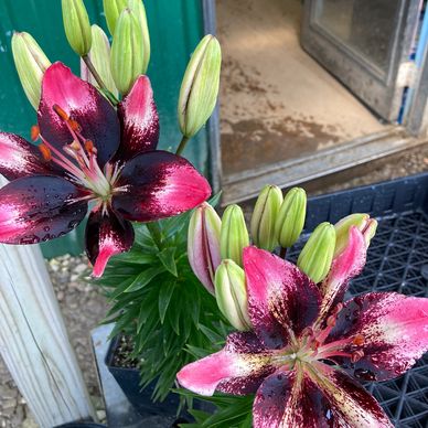 Stargazer perennial daylilies