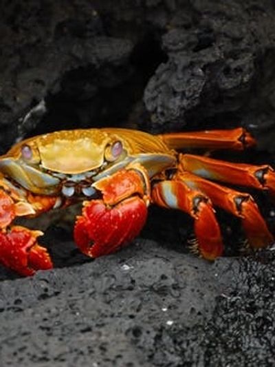 Colorful crab