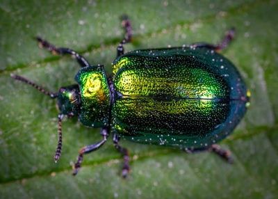 Japanese beetle