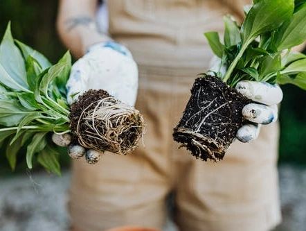 Plants with exposed roots