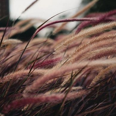 Ornamental feather reed grass