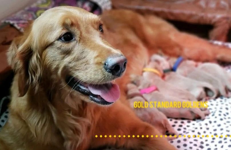 Golden Retriever Dog Breeder Gold Standard Goldens