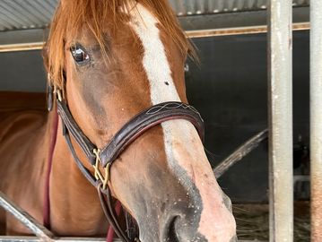 Close-up of a brown horse with a white stripe on its face in a stable.