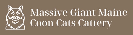 Massive Giant Maine Coon PAWS