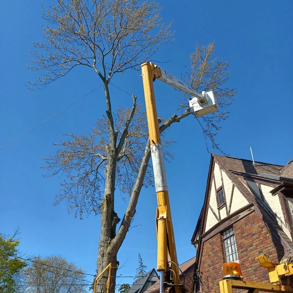 Tree removal in Niagara Falls NY 