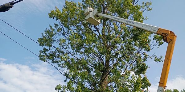 Worker in a bucket lift trimming tree branches.