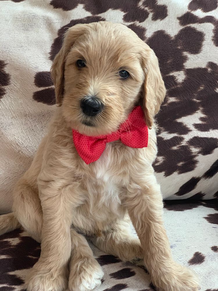 Goldendoodle Puppies For Sale In Va Nc Kerr Lake Goldens Mini Teddybear Goldendoodle Puppies Breeder Virginia North Carolina