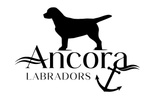Ancora Labradors LLC