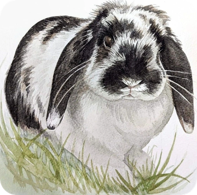 Watercolour painting of a black and white lop-eared rabbit