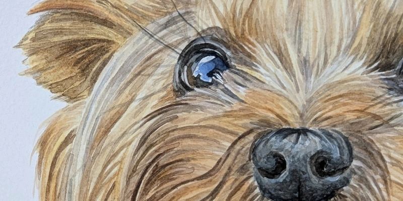 A close up of a watercolour painting of a Yorkshire Terrier dog focused on the eyes and nose detail