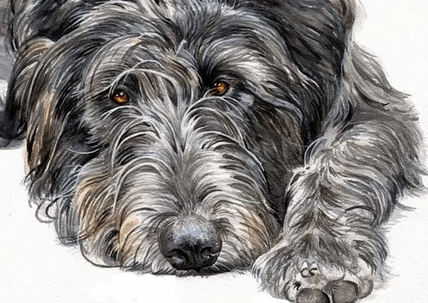 Watercolour pet portrait of an Irish Wolfhound by Jo Shepherd, UK pet portrait artist