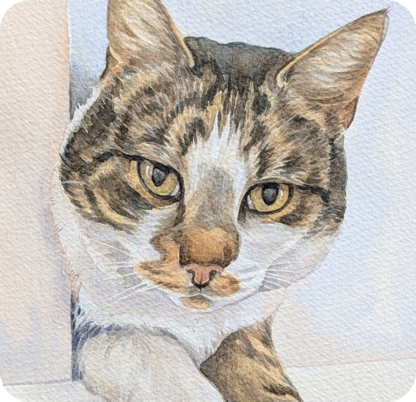 Memorial cat portrait of a tabby by UK pet portrait artist Jo Shepherd