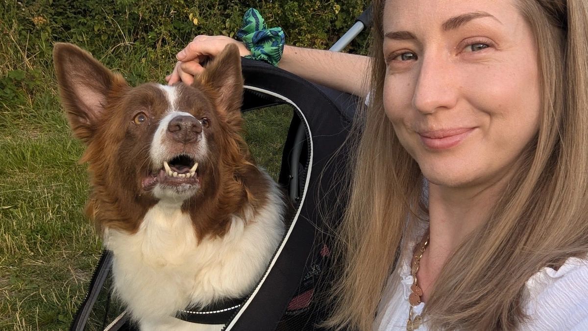 Pet Portrait Artist Jo Shepherd walking her red and white border collie Rosie in her dog pram