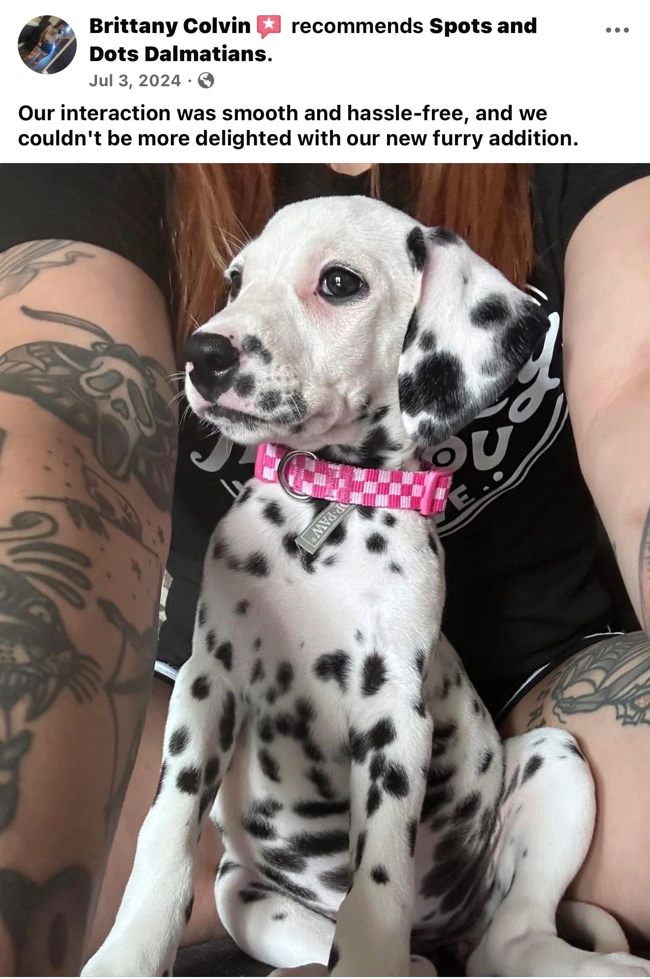 Close-up of a Dalmatian puppy with a pink collar sitting between tattooed arms.