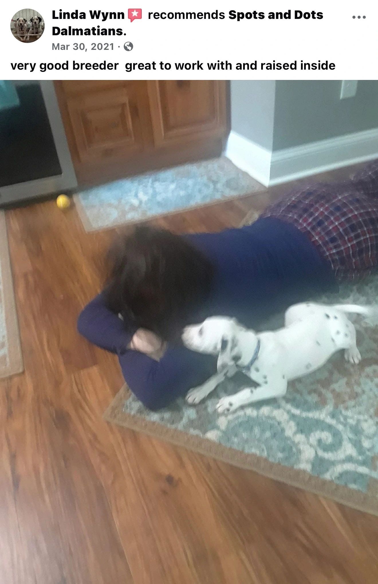 Person lying on the floor playing with a Dalmatian puppy indoors.