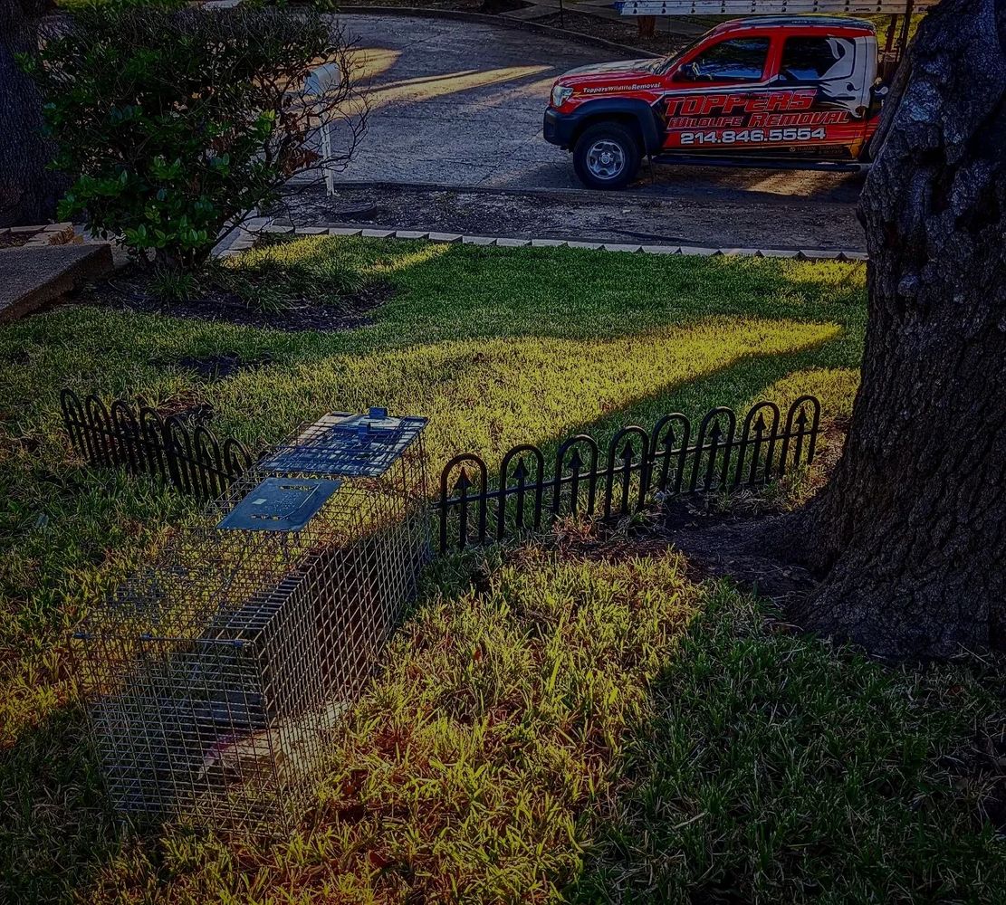 Dallas, Tx Rodent Removal Topper's Wildlife Removal