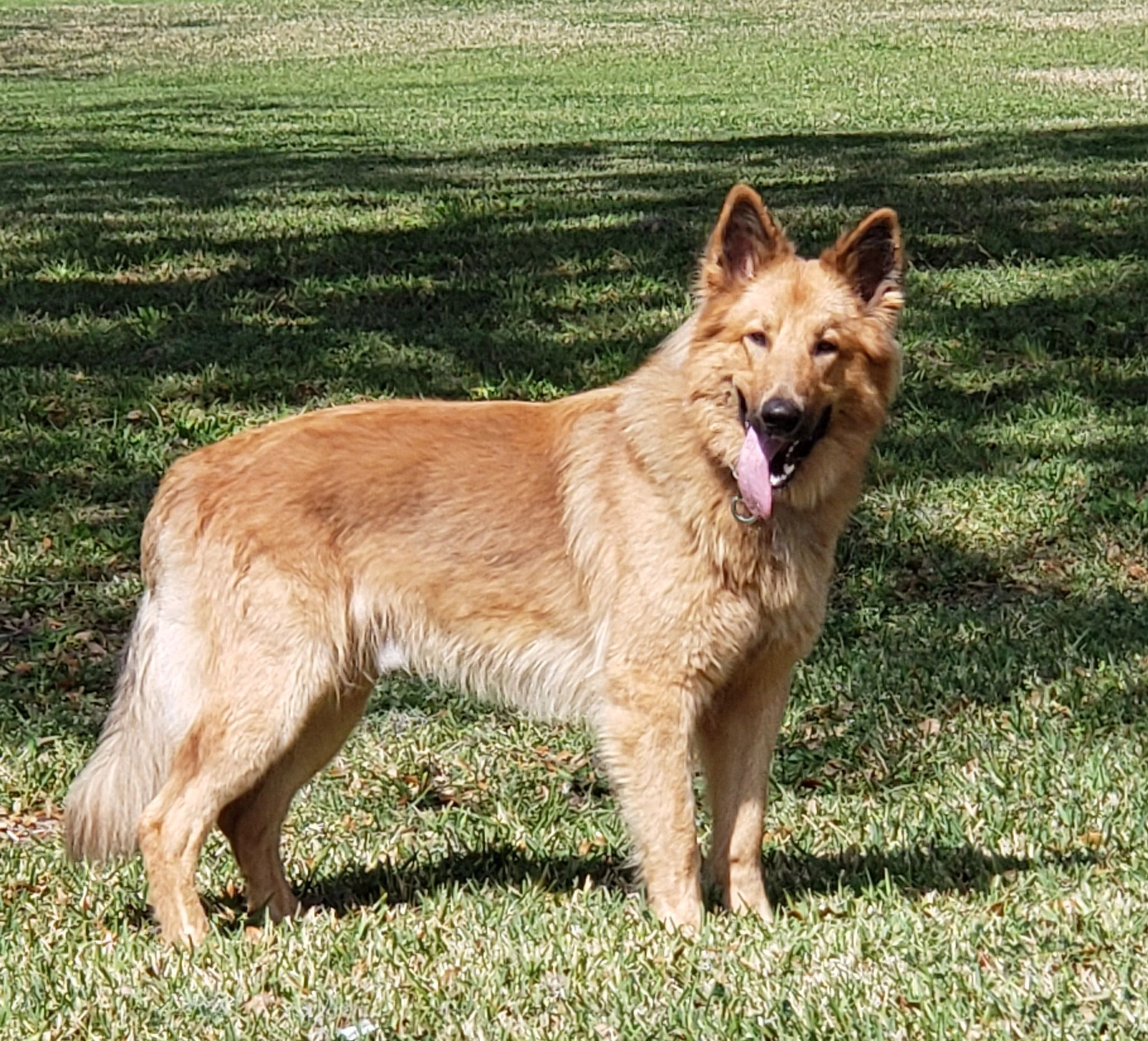 what is the breed of garafian shepherd