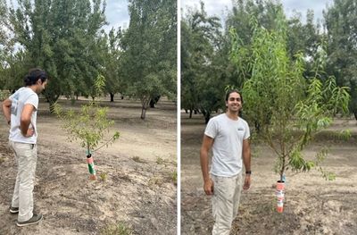 Plant growth field trial with almond trees 1