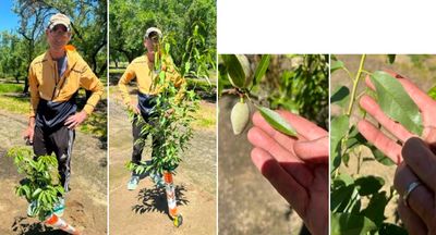 Almond leaf growth study