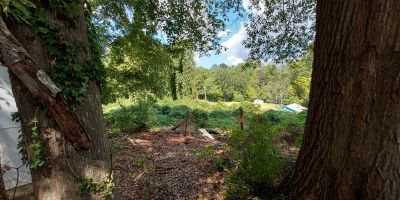 Image of heir property overgrown with Kudzu vines. 