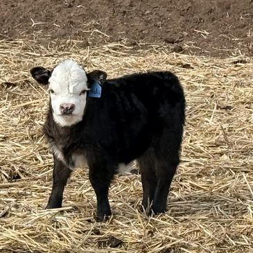 A young black and white calf standing on straw.