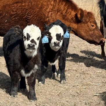 Two black and white calves with name tags stand on dry ground near a brown cow.
