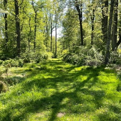 Sunlit grassy path through a green forest.