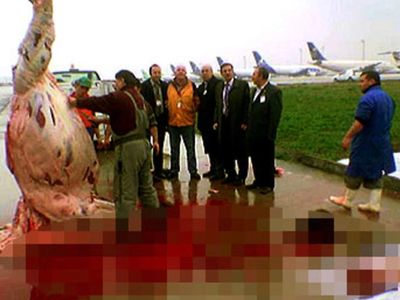 THY,Türk Hava Yolları,THY USA,Turkish Airlines,Turkish Airlines USA