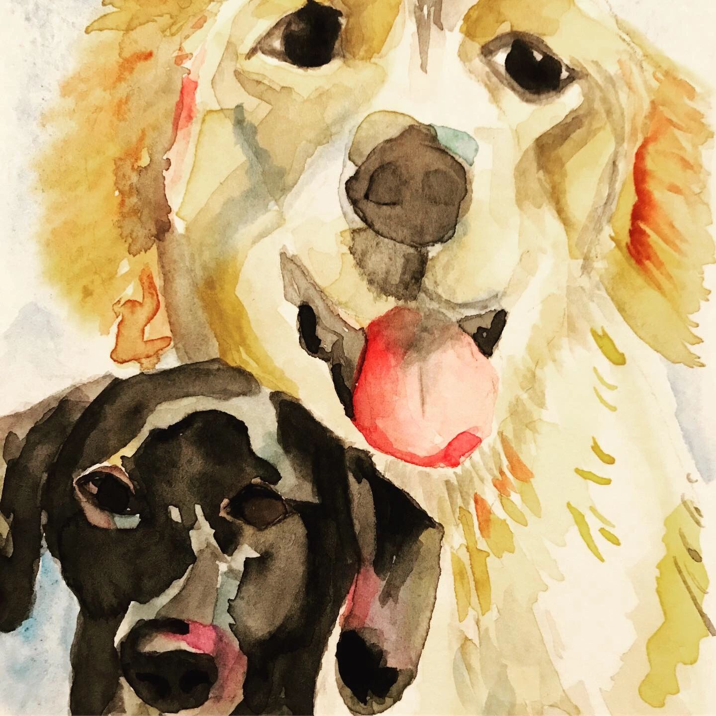 Pet Portraits