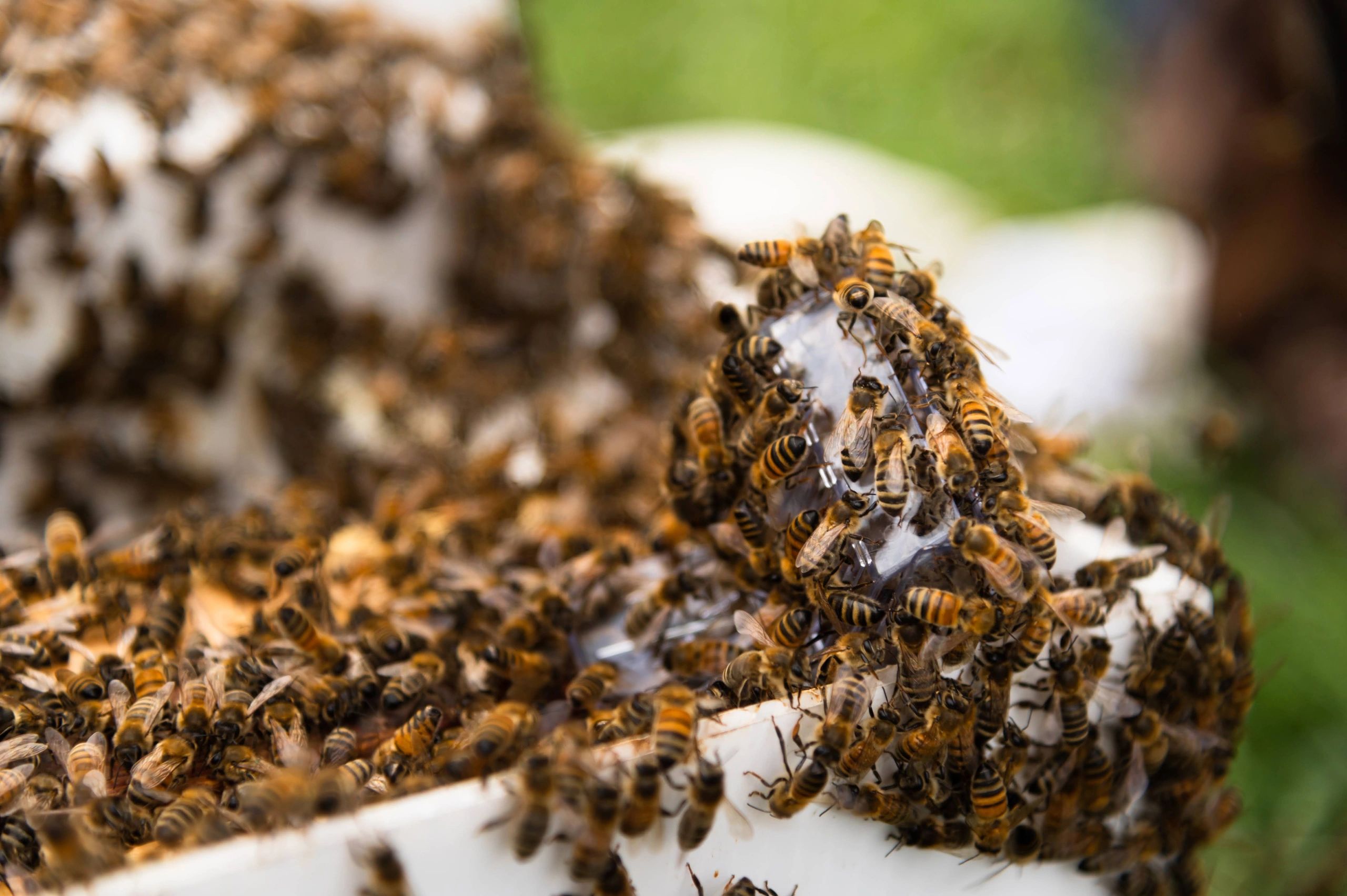 Swarm of honey bees moving into their new home and taking care of their queen.