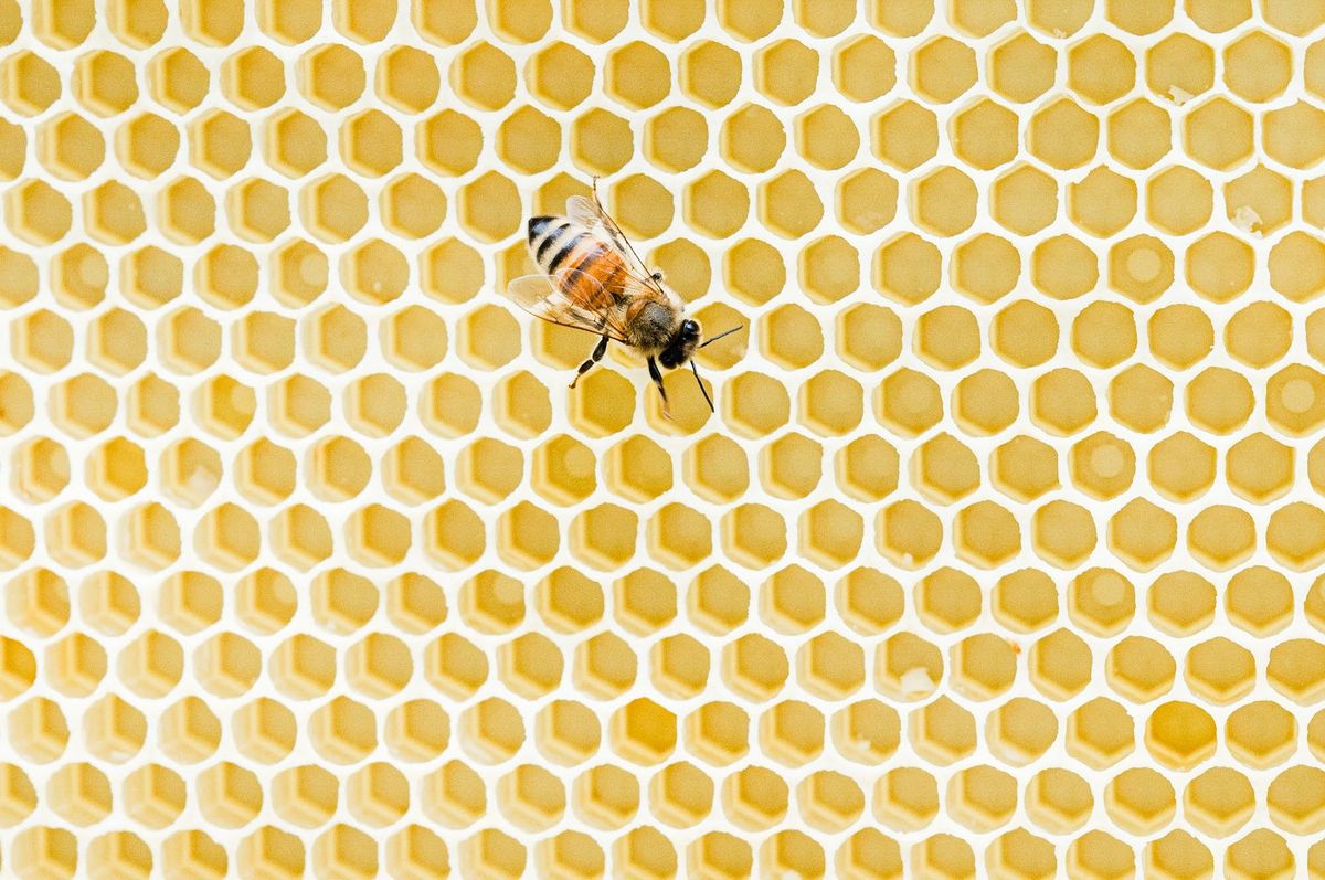 Kobe Apiaries photo 11