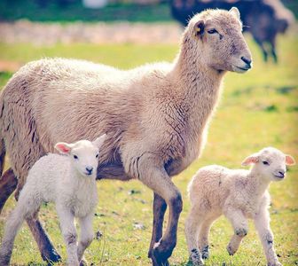 Photo of khatadin sheep ewe and two baby lambs