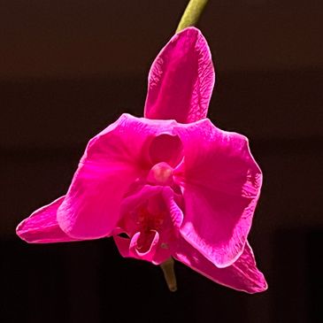 Image of a pink flower.