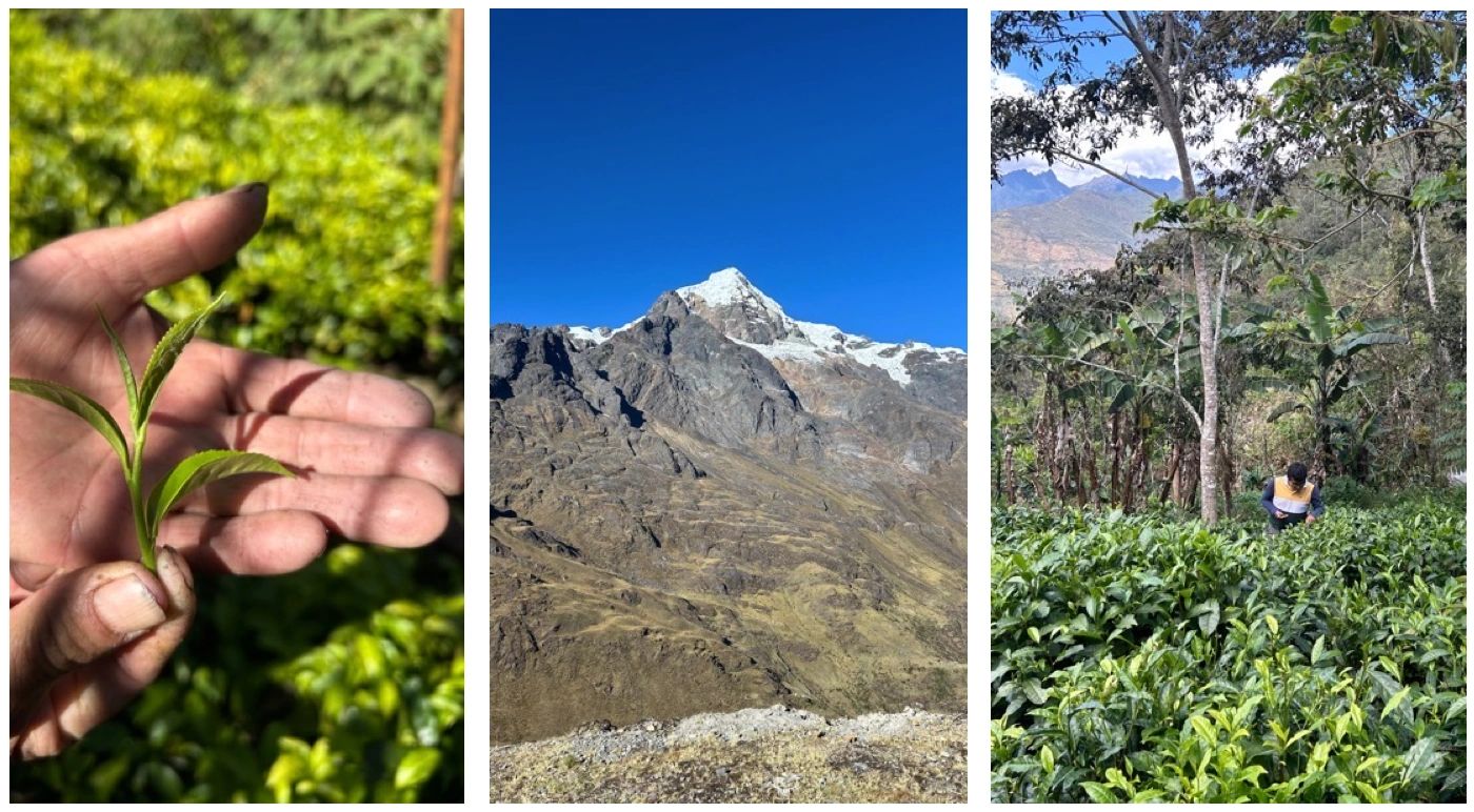 1650 The Peruvian Tea Company