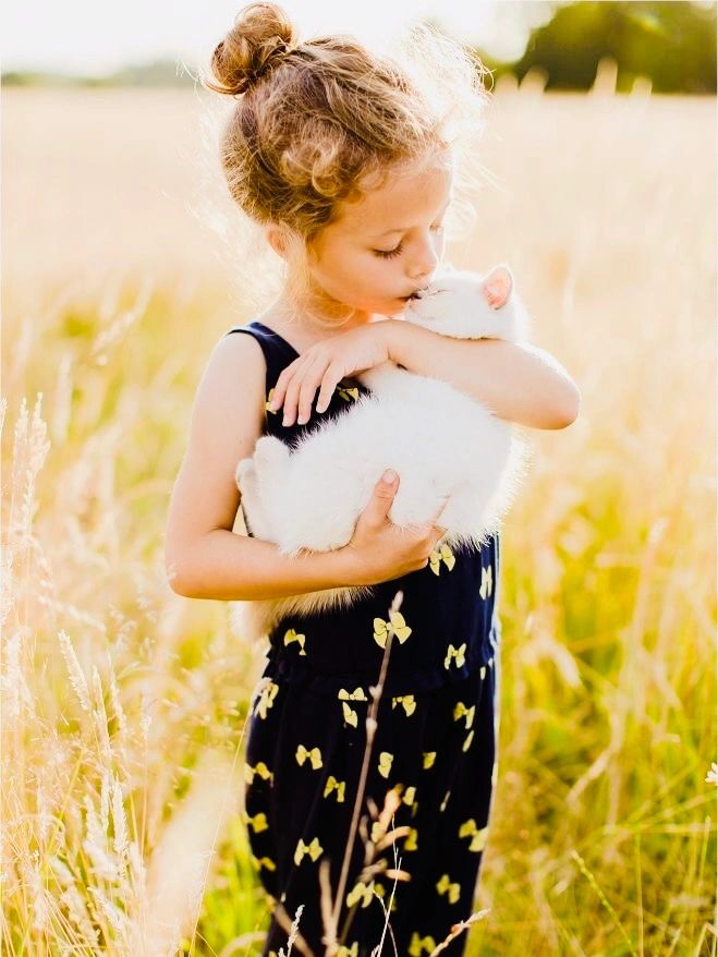 Ragdolls Colorado Ragdolls, Breeder, Cats, Kittens, For Sale