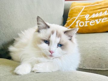 Chocolate Bicolor Ragdoll 
Female 
1.5Years Old