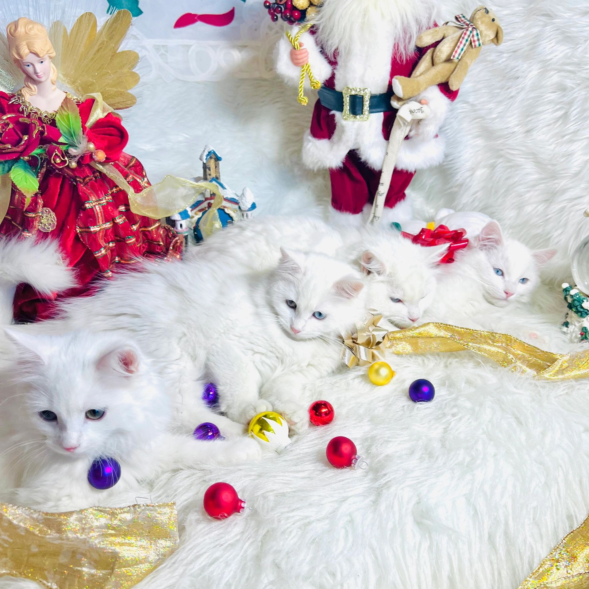 Ragdoll Kittens for Sale in Colorado Ragdolls Colorado