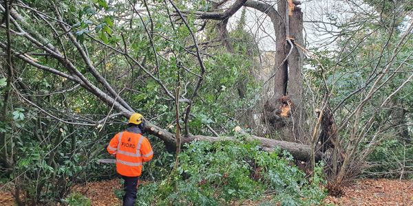 A storm damaged tree needing urgent attention at one of our customers sites.