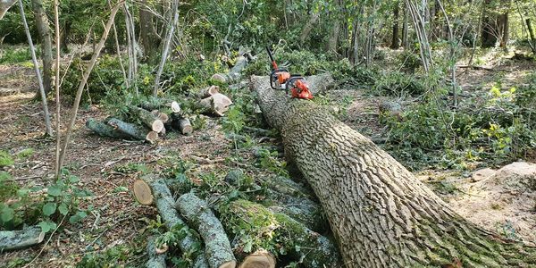 Forestry timber felling and extraction by our NPTC qualified chainsaw operators.