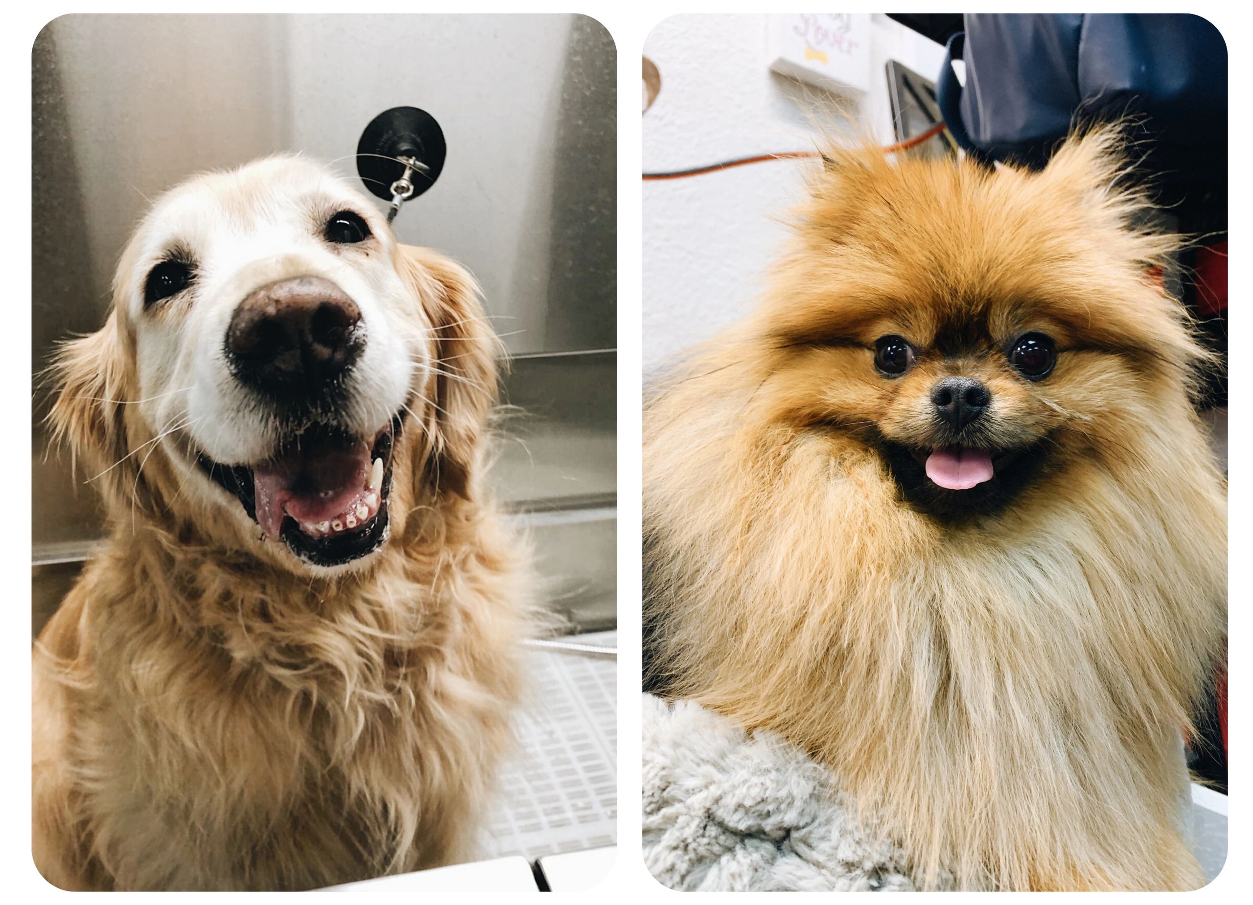 Dog Mah Boutique Barkery and Spa