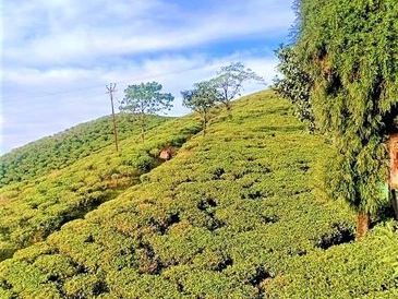 Tea Gardens of Darjeeling