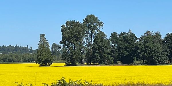 A bright yellow field with tall green trees under a clear blue sky.