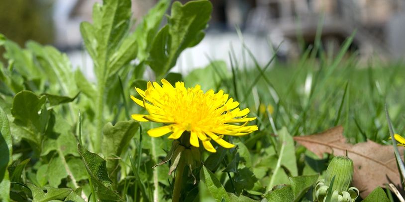 Bright yellow dandelion flower in green grass.