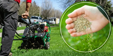 aeration and seeding
